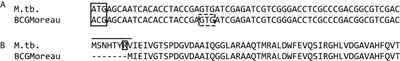 M. bovis <mark class="highlighted">BCG Moreau</mark> N-Terminal Loss Leads to a Less Stable Dodecin With Lower Flavin Binding Capacity